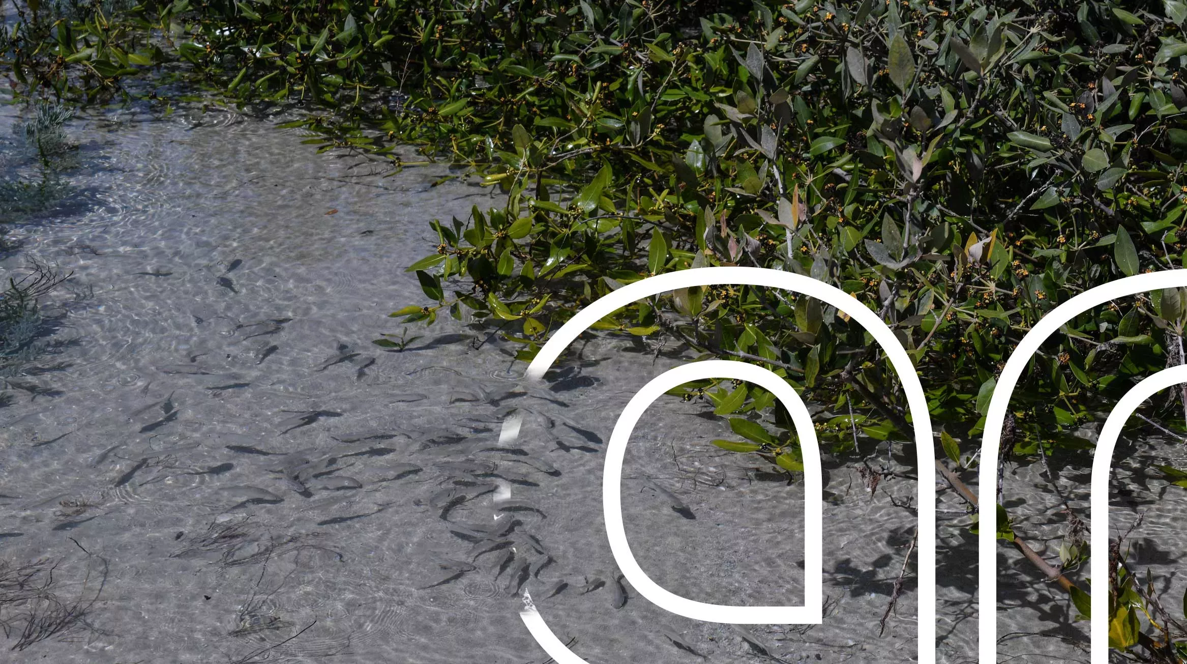 Fishes in shallow water – mangrove forest – Saudi Arabia