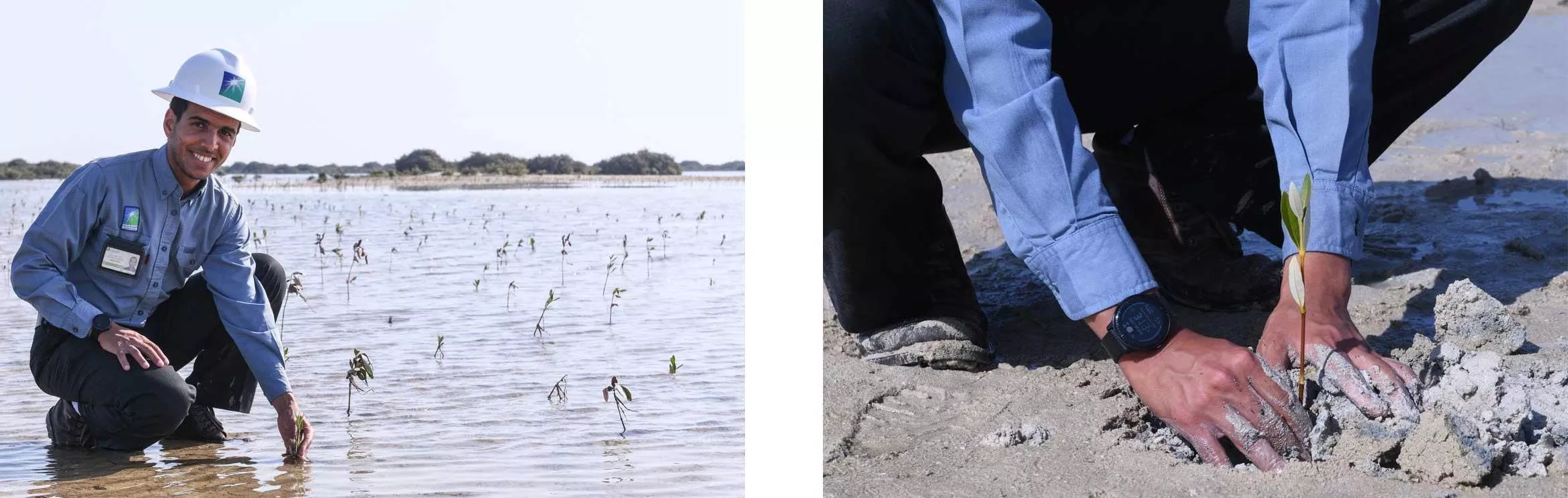 left: Hands planting a mangrove sapling in sand. right: Employee bending down to plant saplings in their new home