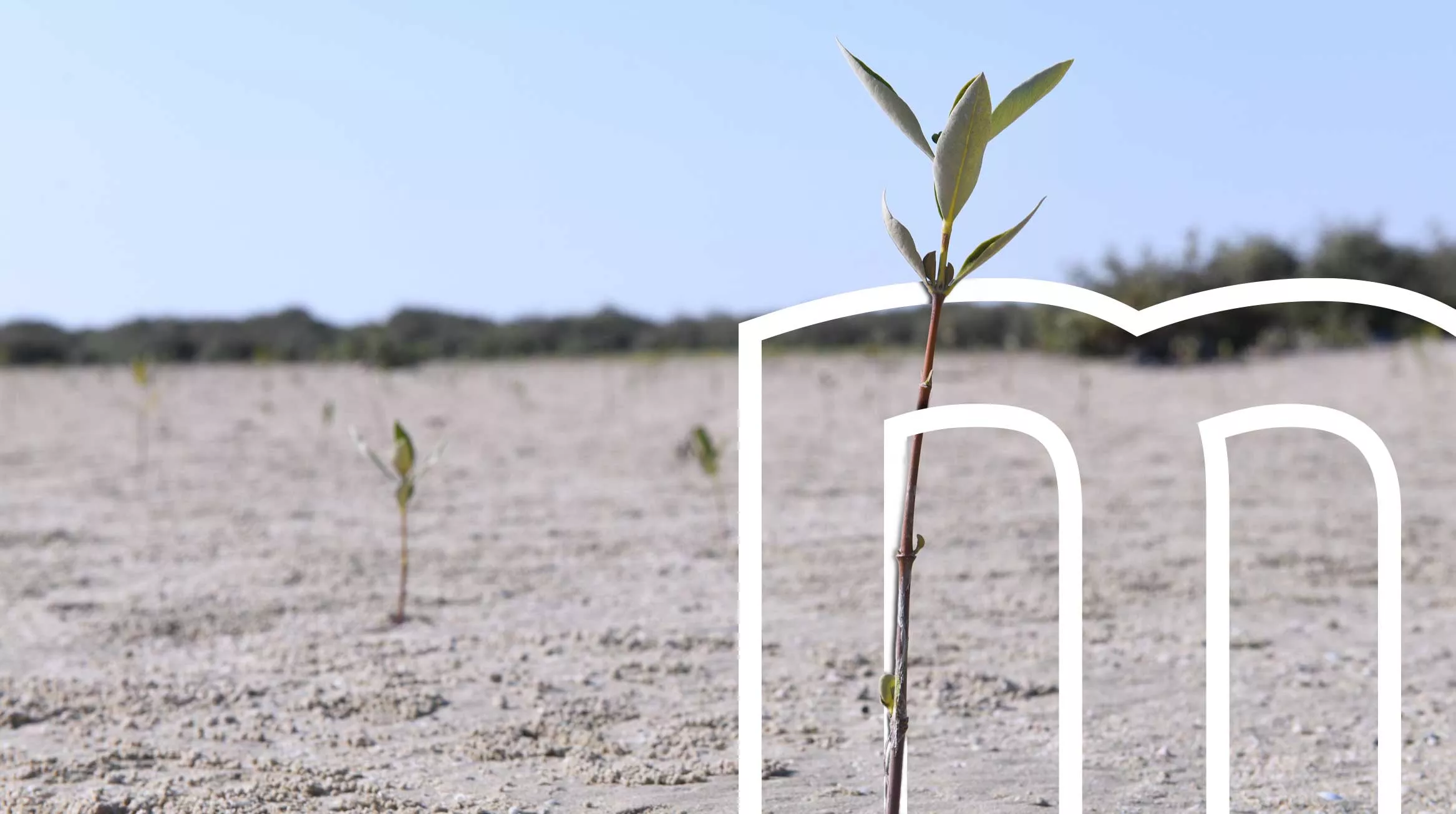mangrove samplings growing in their new home – Saudi Arabia